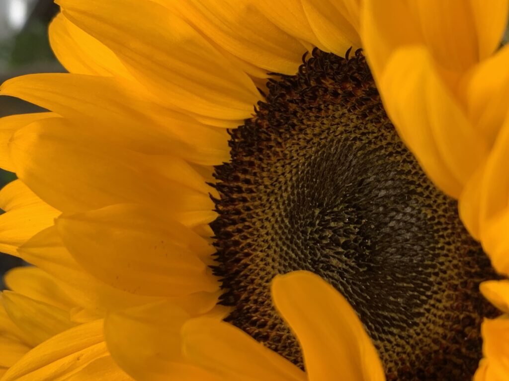 Tournesol