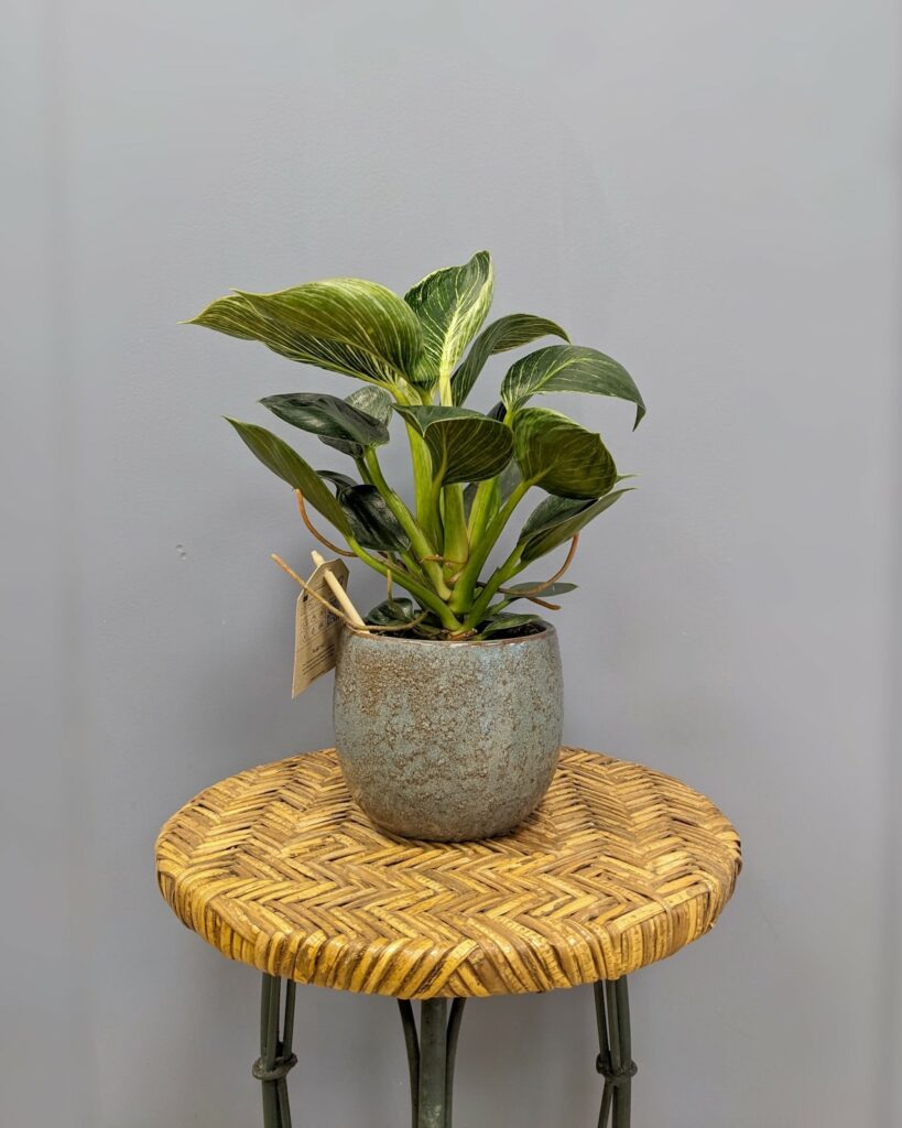 philodendron birkin