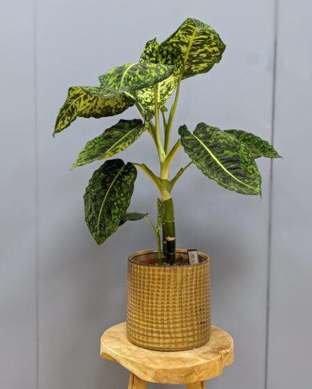 Dieffenbachia maculata