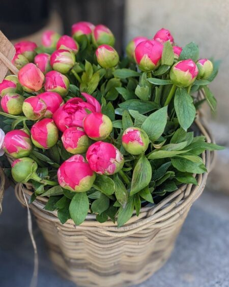 Pivoines – Image 3