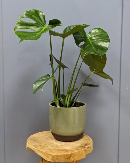 Monstera deliciosa