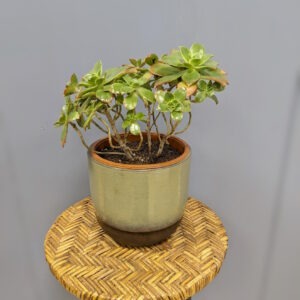 Aeonium haworthii 'Kiwi'