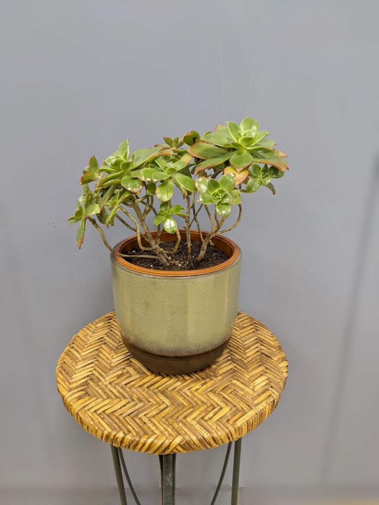 Aeonium haworthii 'Kiwi'