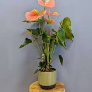 anthurium andreanum rose