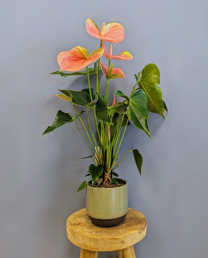 anthurium andreanum rose