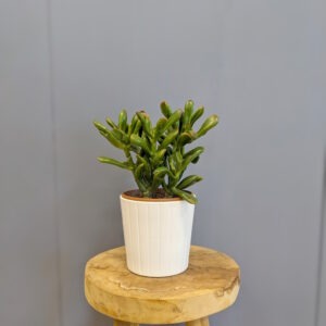 Crassula ovata 'Hobbit Tricolor'
