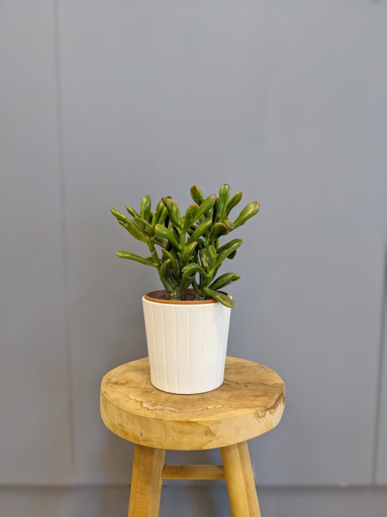 Crassula ovata 'Hobbit Tricolor'