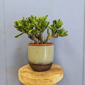 Crassula ovata