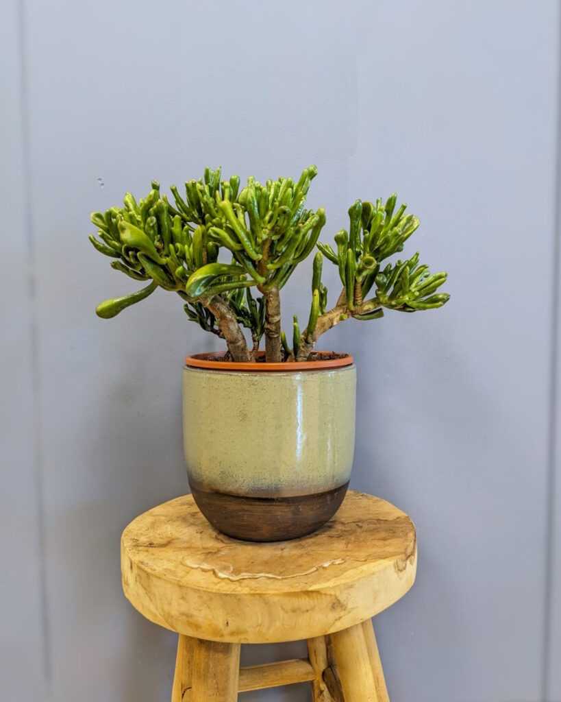 Crassula ovata