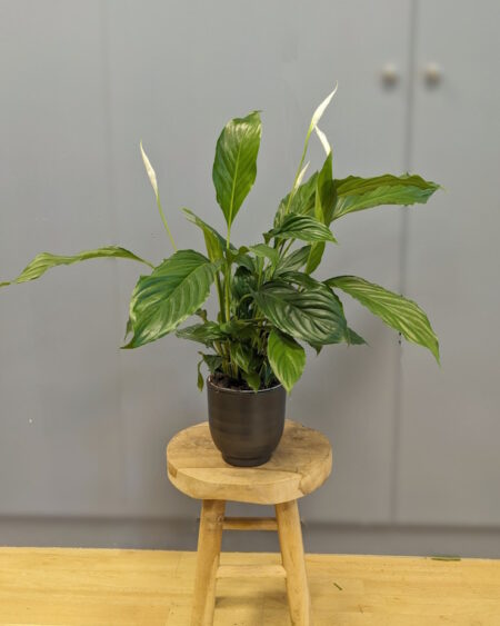 Spathiphyllum ou Fleur de Lune