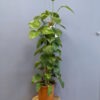 scindapsus