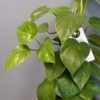 scindapsus