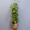 scindapsus