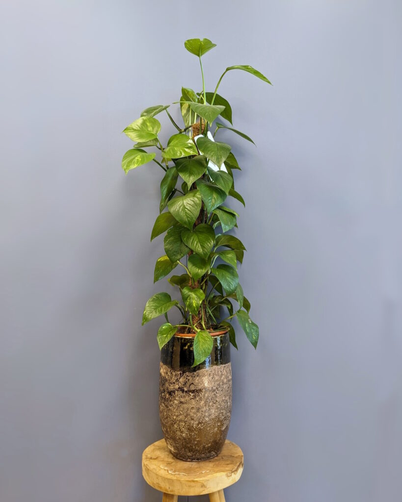 scindapsus