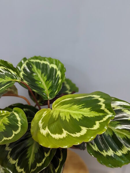 Calathea Medallion – Image 2