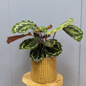 Calathea Medallion