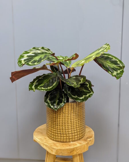 Calathea Medallion