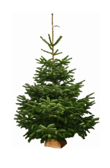 Sapin Nordmann