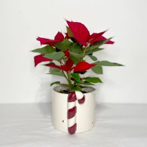 Poinsettia rouge