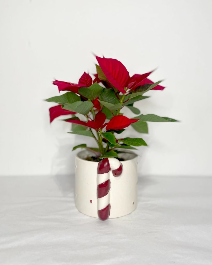 Poinsettia rouge
