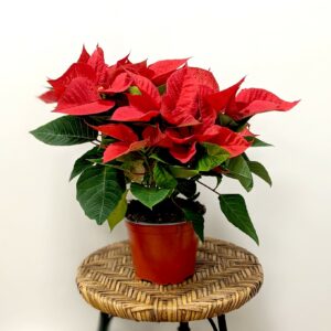 Poinsettia rouge