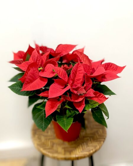 Poinsettia rouge – Image 3