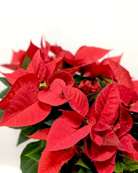 Poinsettia rouge – Image 2