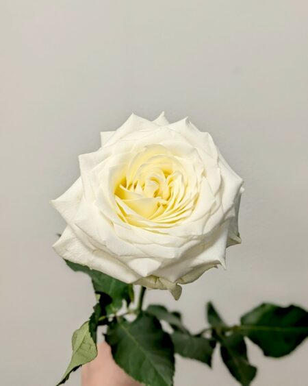 Roses blanches – Image 2