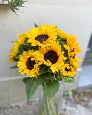 Tournesols
