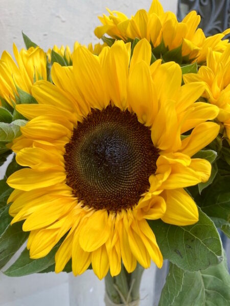 Tournesols – Image 2