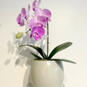 Orchidée classique