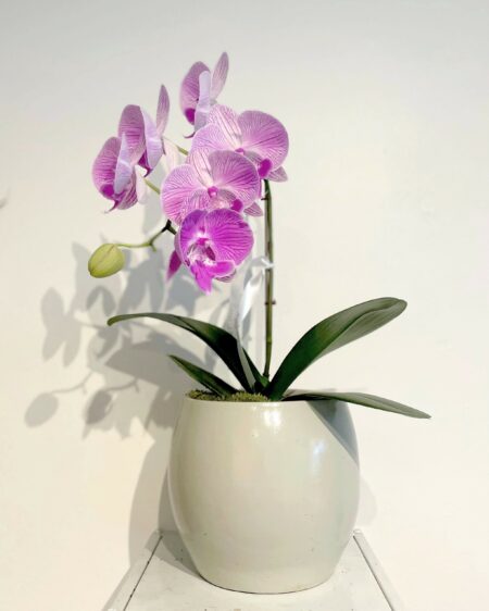 Orchidée classique