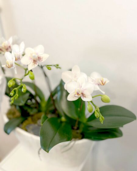 Mini Orchidée – Image 2