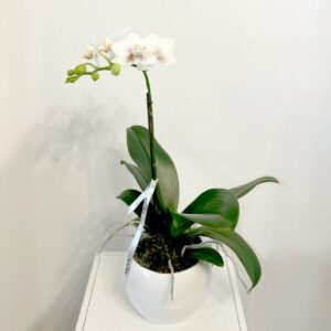 Mini Orchidée