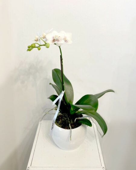 Mini Orchidée