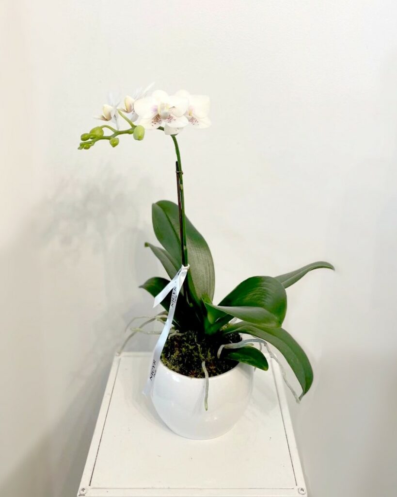 mini orchidée française, fleurs blanches