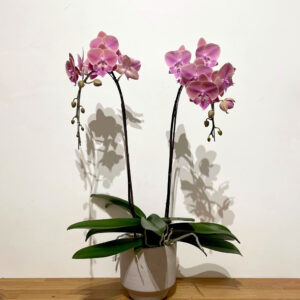 orchidée française deux tiges