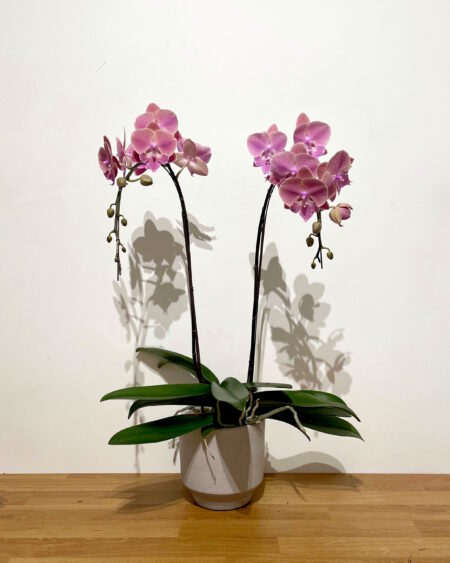 orchidée française deux tiges
