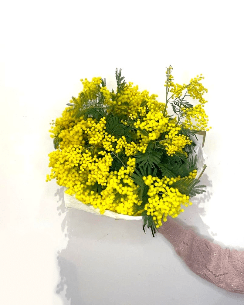 Mimosa du Var – Image 2