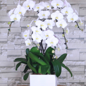 Orchidée sur-mesure