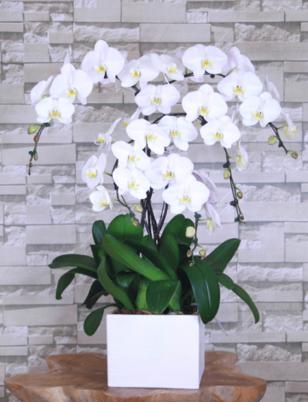 Orchidée sur-mesure